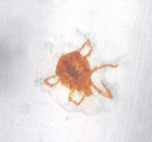 話題の害虫 タカラダニ 体長約１mm 朱赤色 Kpca Blog